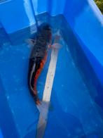 Grote japanse koi, Dieren en Toebehoren, Vissen | Vijvervissen