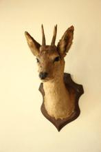 Taxidermie Opgezette Reeënkop met gewei, Collections, Collections Animaux, Enlèvement ou Envoi, Utilisé, Cerf, Bois ou Tête