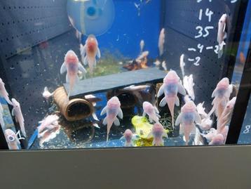 Spierwitte ancistrus - snow white short fin beschikbaar voor biedingen