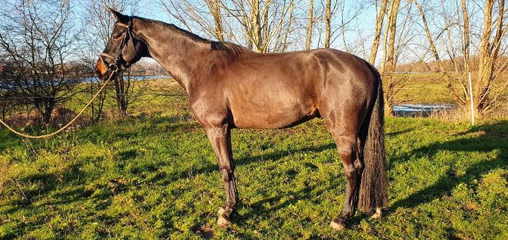 Talentvol KWPN Dressuurpaard, Dieren en Toebehoren, Paarden, Ruin, B, 165 tot 170 cm, 3 tot 6 jaar, Dressuurpaard, Met stamboom