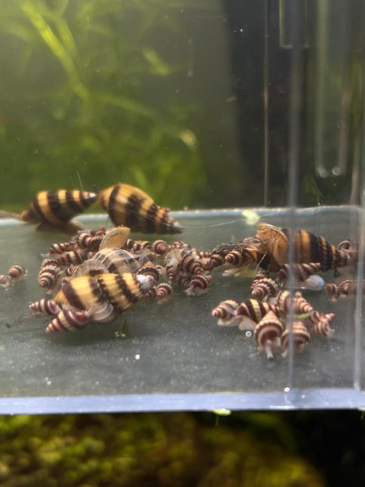 Helena slak, anatome slak, Dieren en Toebehoren, Vissen | Aquariumvissen, Zoetwatervis, Slak of Weekdier