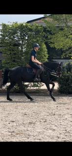 Super toffe new forest D-pony te koop!, Dieren en Toebehoren, Pony's, Merrie