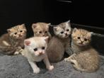 Britse Korthaar kittens te koop, Gechipt, Meerdere dieren, 0 tot 2 jaar