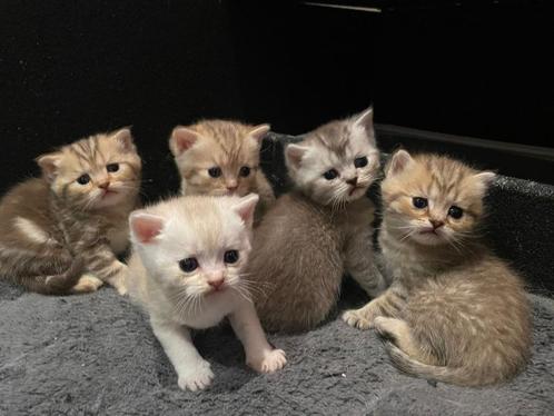 Britse Korthaar kittens te koop, Animaux & Accessoires, Chats & Chatons | Chats de race | Poil ras, Plusieurs animaux, 0 à 2 ans