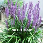 Stekjes van Liriope muscari/leliegras 5€, Tuin en Terras, Planten | Tuinplanten, Ophalen, Winter, Vaste plant, Halfschaduw