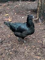 Ayam cemani kruising hen, Animaux & Accessoires, Volatiles, Femelle, Poule ou poulet