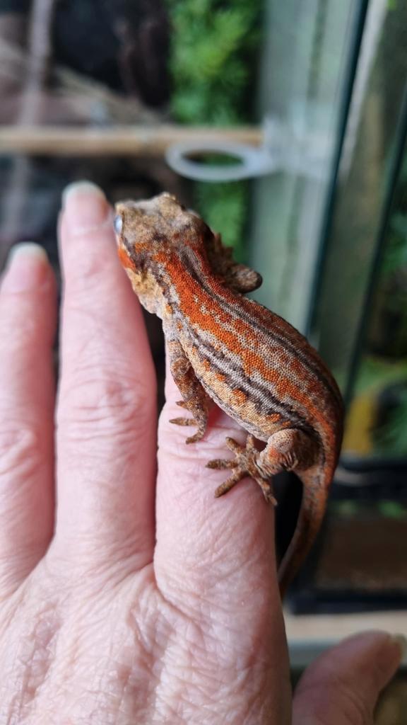 Rhacodactylus Auriculatus Gargoyle Gecko Vrouwtje, Animaux & Accessoires, Reptiles & Amphibiens