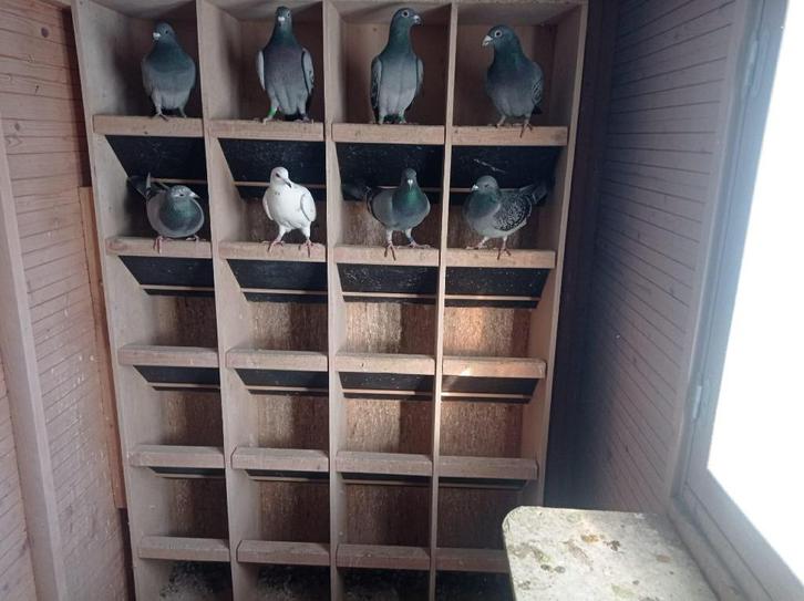 Duivers en duivinnen halve fond/fond, Dieren en Toebehoren, Vogels | Duiven, Postduif