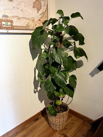 Kamerplanten beschikbaar voor biedingen