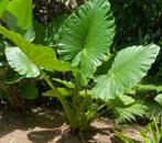 Alocasia Gageana ' California ', Enlèvement, Plante fixe, Mi-ombre, Été