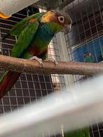 Pyrrhura Cruentata, Plusieurs animaux, Perruche, Bagué