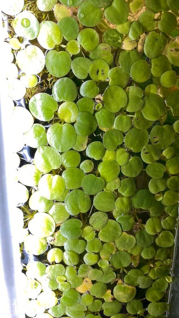 Amazone kikkerbeet (Limnobium laevigatum), Dieren en Toebehoren, Vissen | Aquaria en Toebehoren, Ophalen of Verzenden