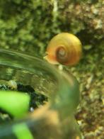 Escargot  planorbe, Dieren en Toebehoren, Vissen | Aquariumvissen