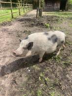 minivarkentjes, Dieren en Toebehoren, Schapen, Geiten en Varkens, Vrouwelijk, Varken