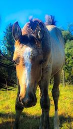 Magnifique poulain, Dieren en Toebehoren, Paarden, B, Gechipt, 0 tot 2 jaar, 160 tot 165 cm