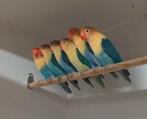 Fischeri, Dieren en Toebehoren