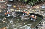 mandarijnen , wintertaling , goudooggans, Dieren en Toebehoren, Pluimvee, Meerdere dieren, Eend