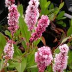 Persicaria Affinis, Tuin en Terras, Ophalen, Halfschaduw