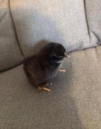 Kuiken, Dieren en Toebehoren, Meerdere dieren
