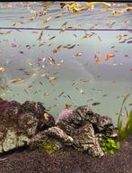 Kleine Guppy’s te koop, Dieren en Toebehoren, Vis, Zoetwatervis