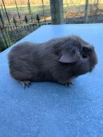 Engels gekruind slate koppel, Dieren en Toebehoren, Knaagdieren, Cavia, Meerdere dieren, Tam, Oktober