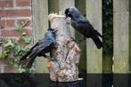 KORTING opgezette kauwen Taxidermie, Verzamelen, Ophalen of Verzenden, Zo goed als nieuw