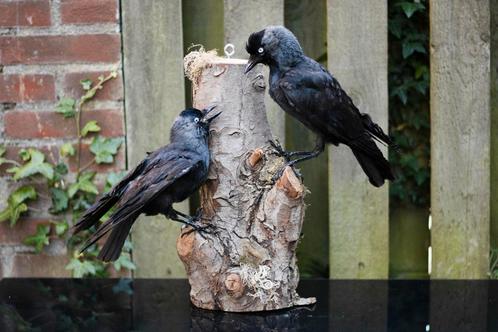 KORTING opgezette kauwen Taxidermie, Verzamelen, Dierenverzamelingen, Zo goed als nieuw, Ophalen of Verzenden
