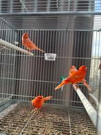 Rode kanaries 2025 geringd poppen en mannen, Dieren en Toebehoren, Meerdere dieren, Kleurkanarie