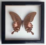 Papilio Iswara sous cadre, Collections, Collections Animaux, Autres types, Utilisé, Enlèvement ou Envoi