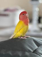 Dwergpapegaai, Dieren en Toebehoren, Vogels | Parkieten en Papegaaien, Mannelijk, Dwergpapegaai of Agapornis, Geringd