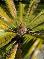 palmier de la paix - Cycas revoluta, Plein soleil, Enlèvement, Autres espèces, Ne fleurit pas