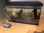 aquarium 20 x 40 cm, Dieren en Toebehoren, Ophalen, Zo goed als nieuw, Gevuld zoetwateraquarium