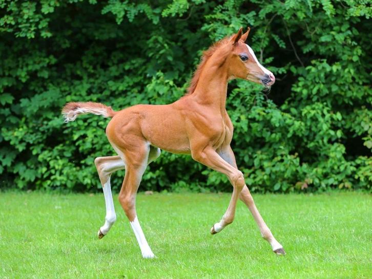 arabisch halfbloed hengstje, Dieren en Toebehoren, Pony's, Hengst, 0 tot 2 jaar, Met stamboom, Gechipt, Ingeënt