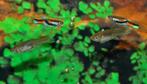 Endler Guppy - Black Bar - Laser Tail - Tiger, Vis, Zoetwatervis