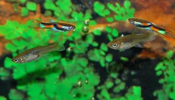 Endler Guppy - Black Bar - Laser Tail - Tiger beschikbaar voor biedingen