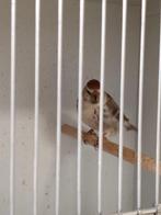 Noordse barmsijs Agaat mans, Mannelijk, Wildzangvogel