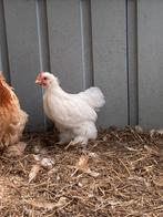 Cochin kriel, Dieren en Toebehoren, Pluimvee