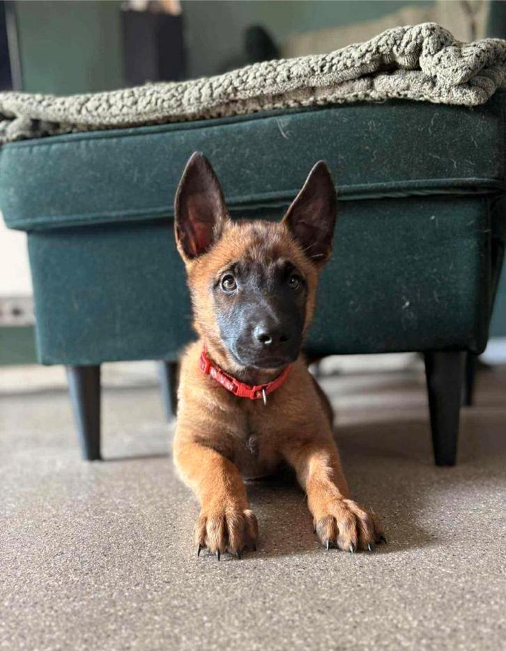 Fci stamboom puppies mechelse herder, Dieren en Toebehoren, Honden | Herdershonden en Veedrijvers, Meerdere dieren, Herder, Fokker | Hobbymatig