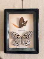 Prachtig kader van 19 x 22 cm met villa's uit Amazone, Nieuw