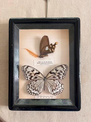 19 x 22 cms prachtig kader met vilders Amazone, Neuf