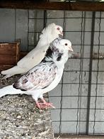 Pigeons, Animaux & Accessoires, Oiseaux | Pigeons, Plusieurs animaux, Autres espèces