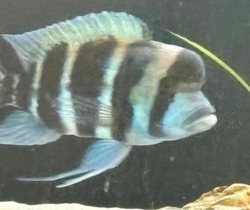Cichlides frontosa 45cm beschikbaar voor biedingen
