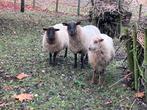 ram 02/20205, Dieren en Toebehoren, Schapen, Geiten en Varkens, Mannelijk, Schaap, 0 tot 2 jaar