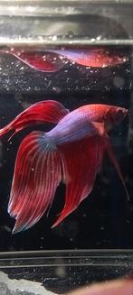 Prijswinnaar kempvis man veiltail, Dieren en Toebehoren, Vissen | Aquariumvissen, Vis