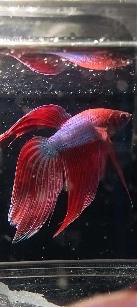 Prijswinnaar kempvis man veiltail, Dieren en Toebehoren, Vissen | Aquariumvissen, Vis