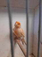 Kanarie, Animaux & Accessoires, Oiseaux | Canaris