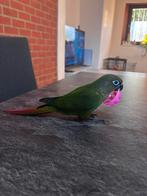Conure molinae, Dieren en Toebehoren, Vogels | Toebehoren, Ophalen
