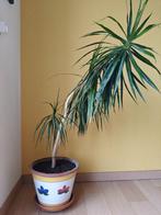 Dracaena Marginata - kamerplant - 140cm, Ophalen