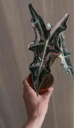 TUBERCULE rose d'Alocasia nobilis, Enlèvement ou Envoi