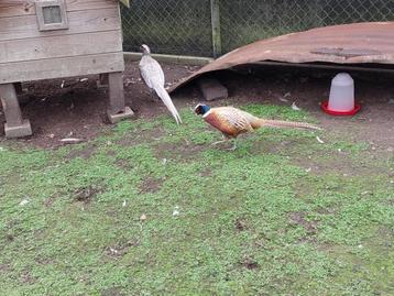 Formosa fazant  beschikbaar voor biedingen